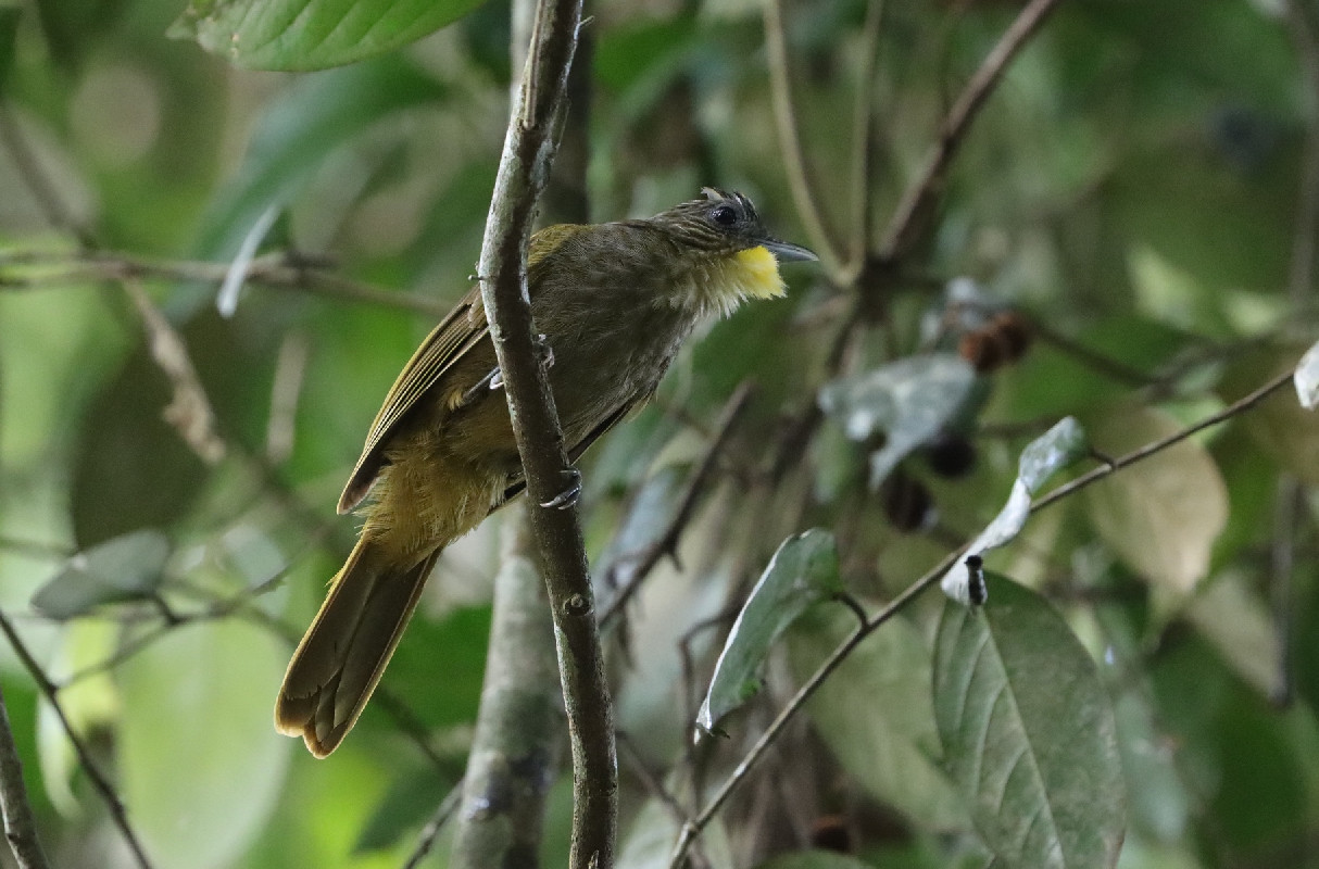 Western Bearded Greenbul