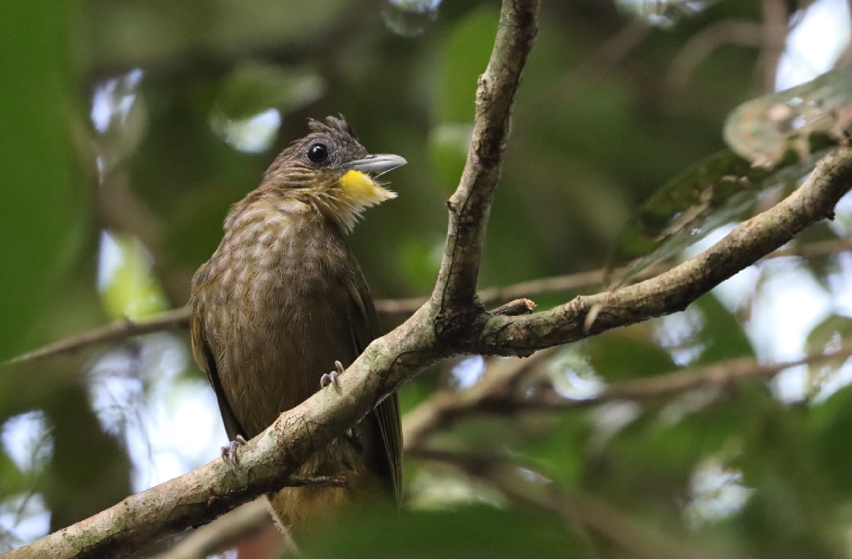 Western Bearded Greenbul