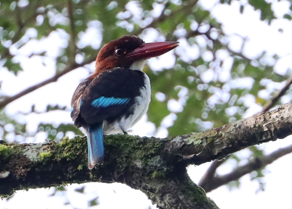 Chocolate-backed Kingfisher