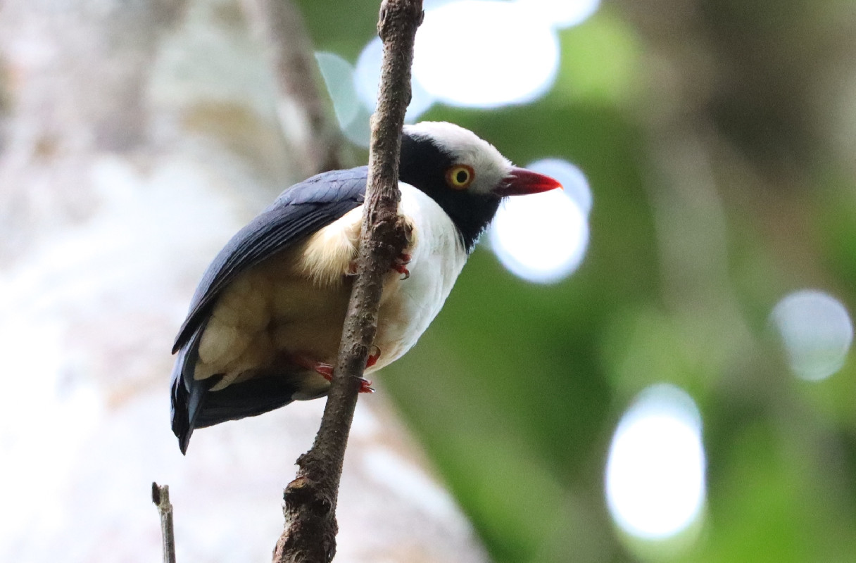 Red-billed Helmetshrike