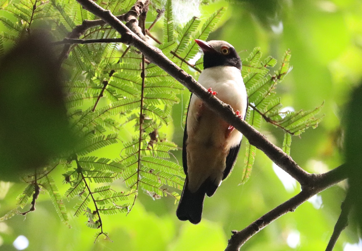 Red-bellied Helmetshrike