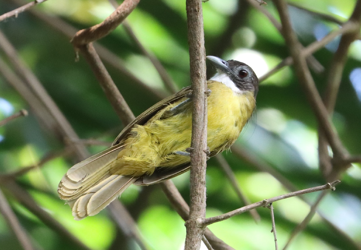 Red-tailed Greenbul, Western ssp verrauxi