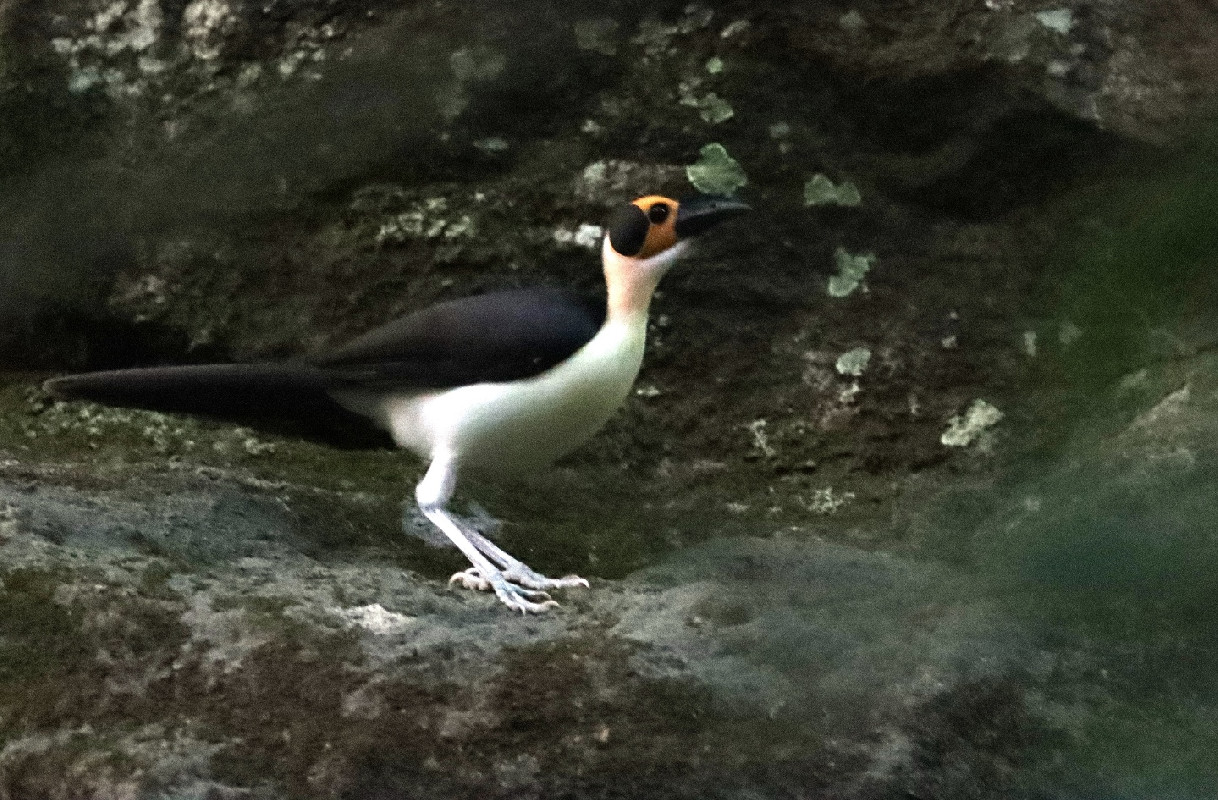 White-necked Picathartes