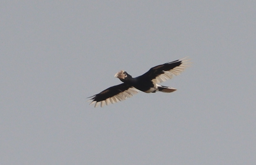 Brown-cheeked Hornbill