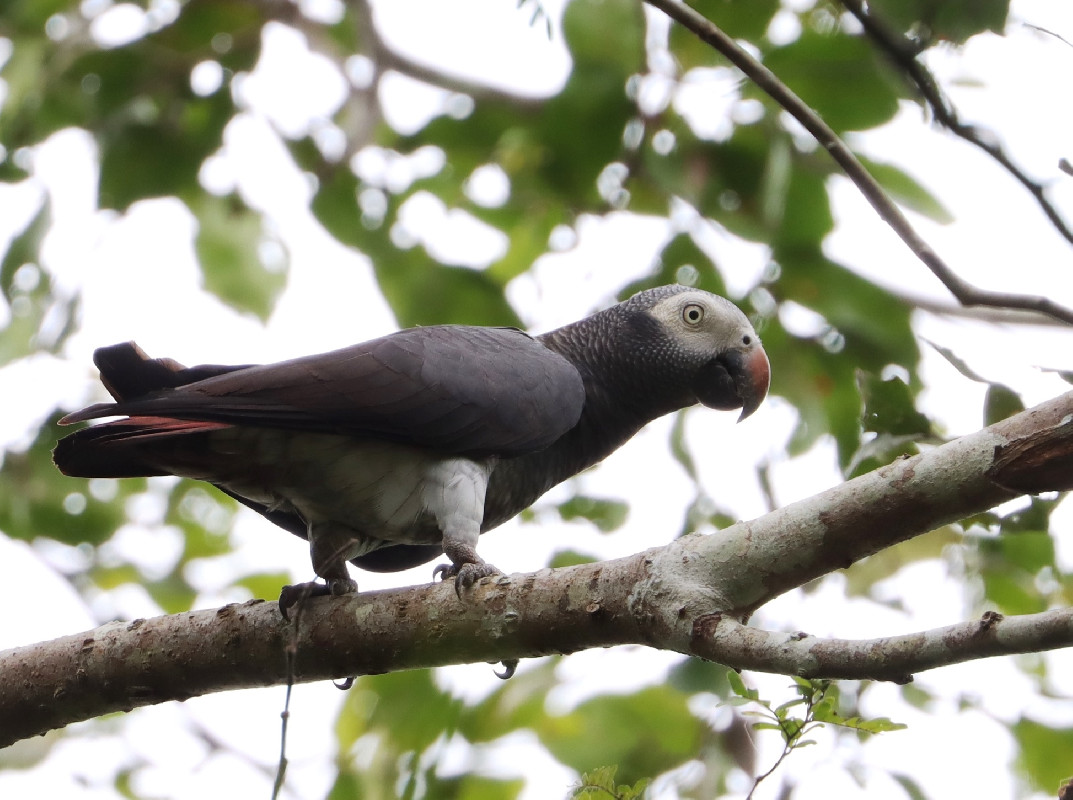 Timneh Parrot