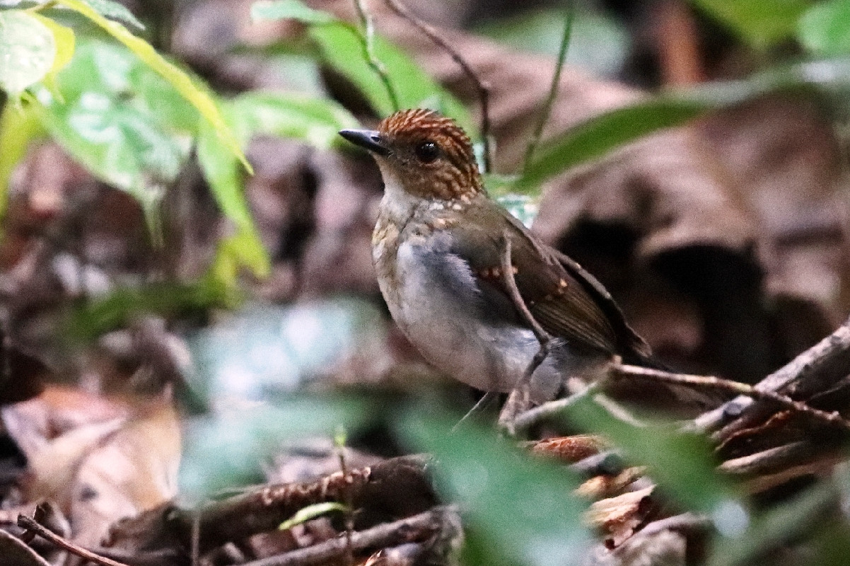 Juvenile White-tailed Alethe