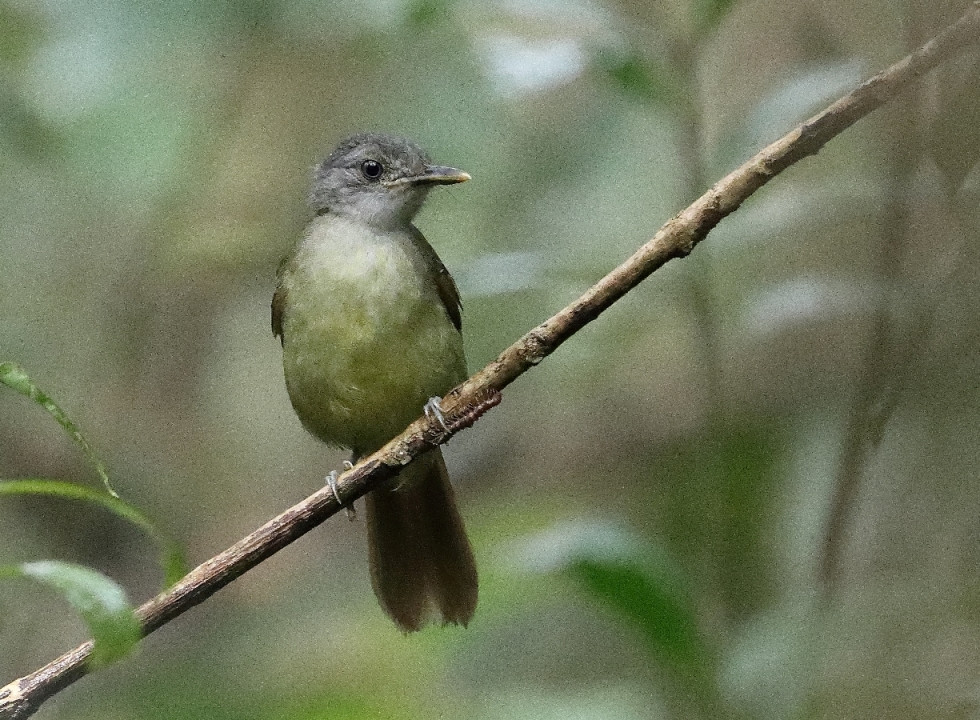 White-throated Greenbul