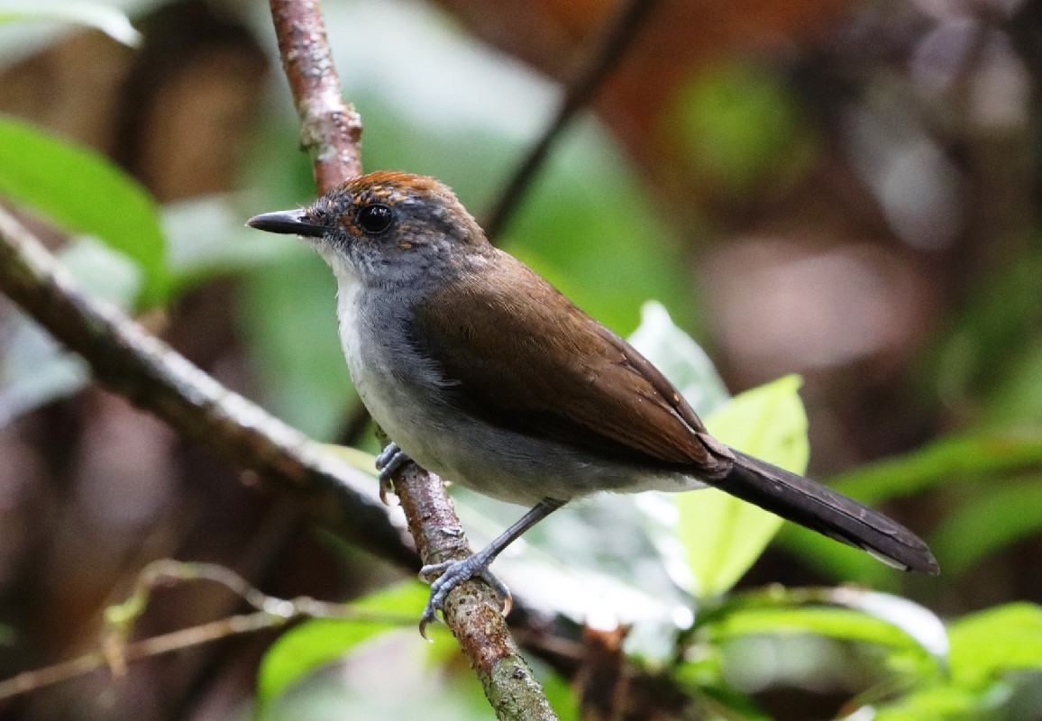 Sub-adult White-tailed Alethe
