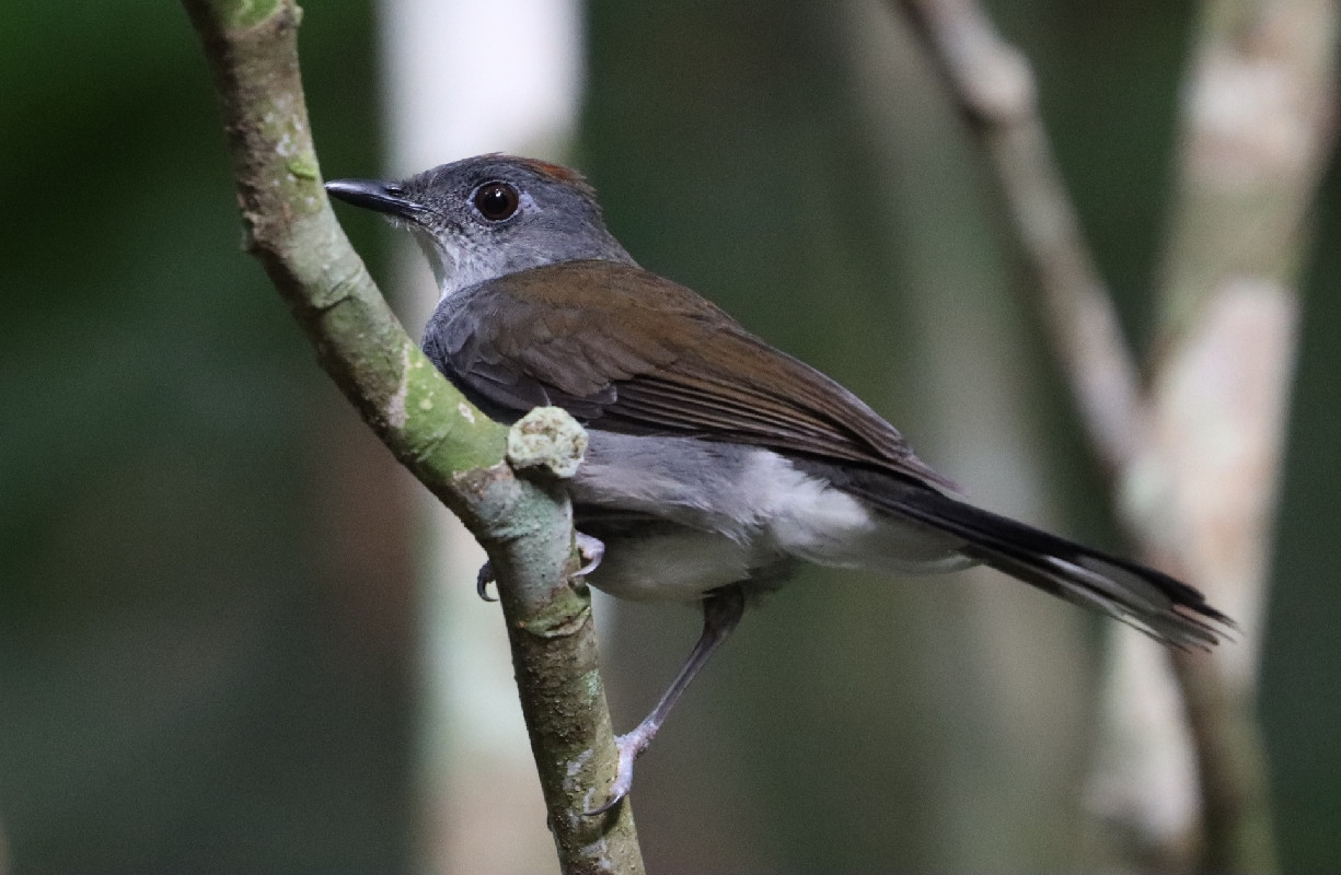 White-tailed Alethe