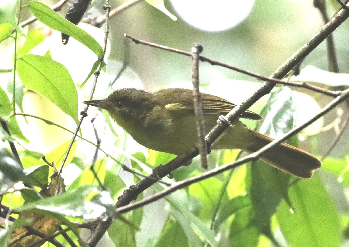 Icterine Greenbul