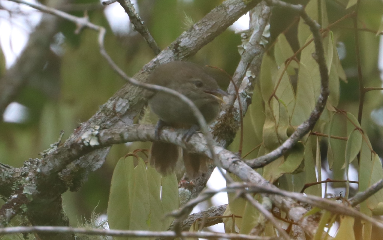 Baumann's Greenbul