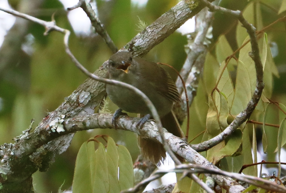 Baumann's Greenbul