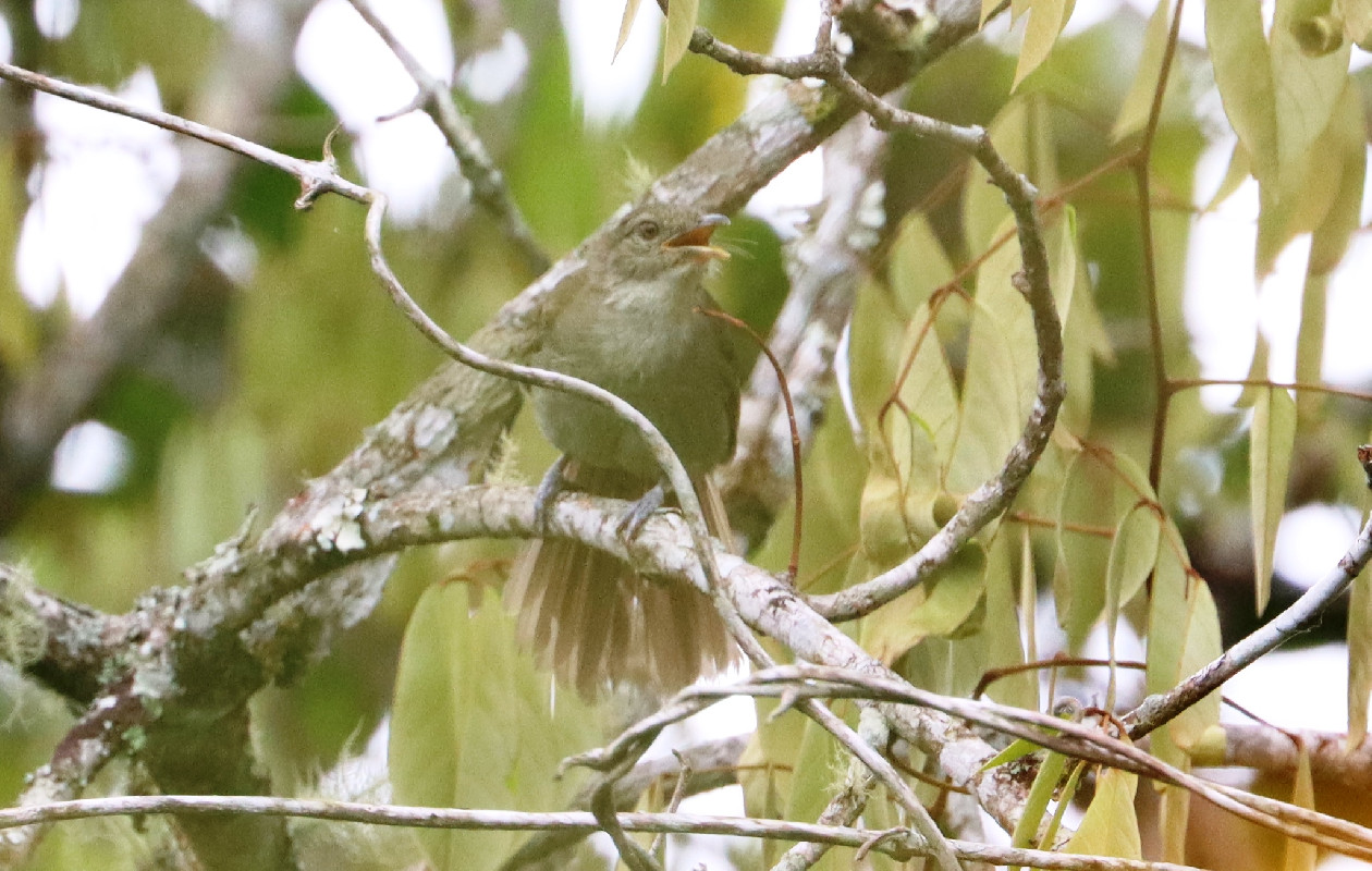 Baumann's Greenbul