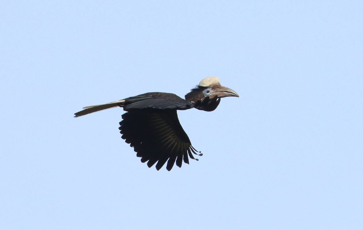 Yellow-casqued Hornbill