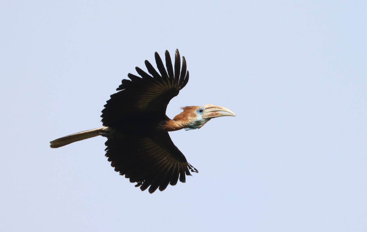 Yellow-casqued Hornbill