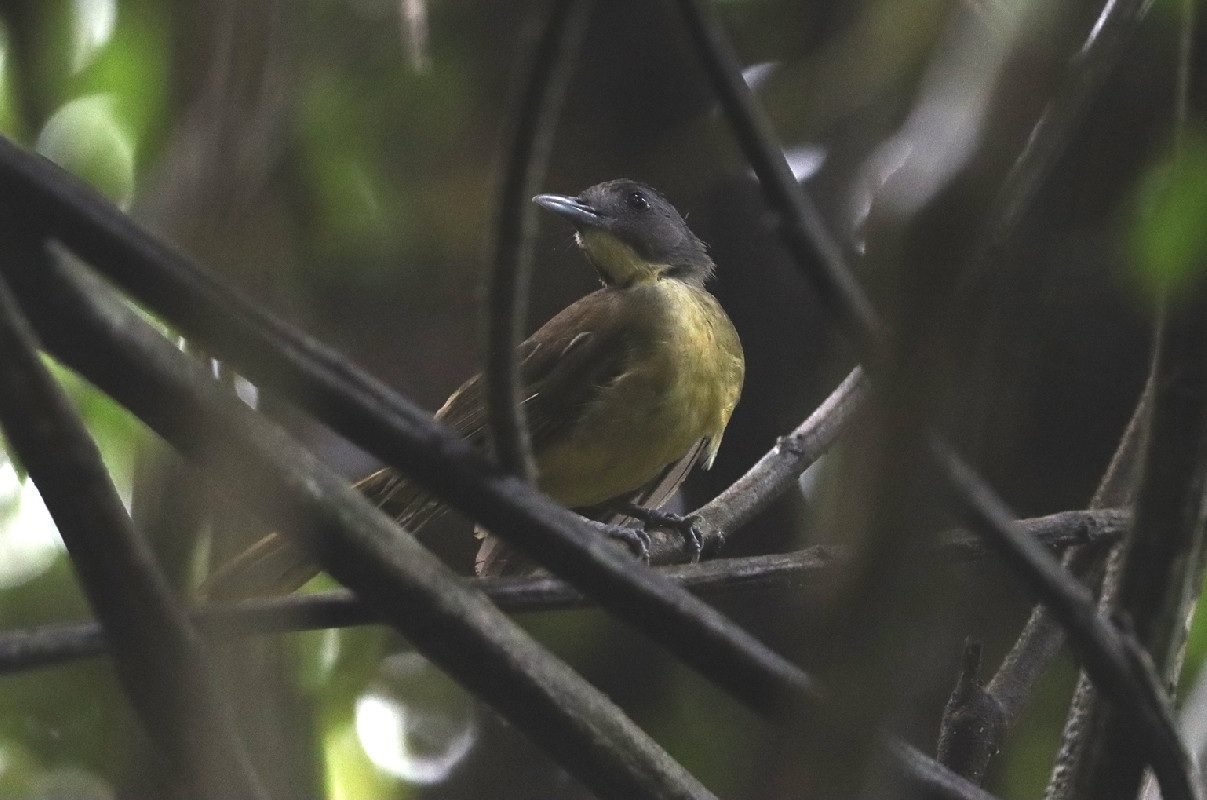 Grey-headed Bristlebill