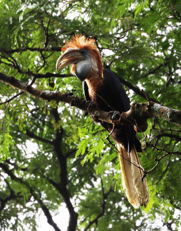 Female Yellow-casqued Hornbill