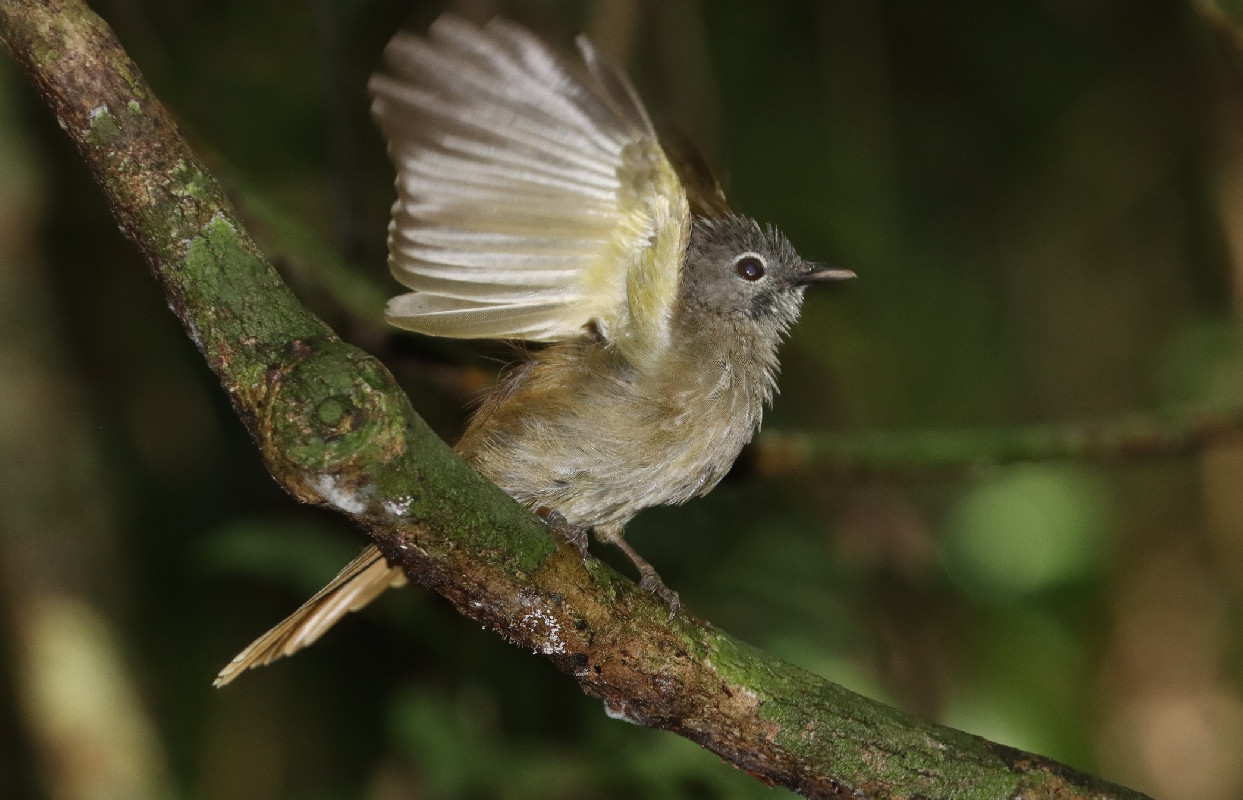 Ansorge's Greenbul