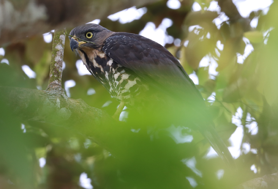 Male Congo Serpent Eagle