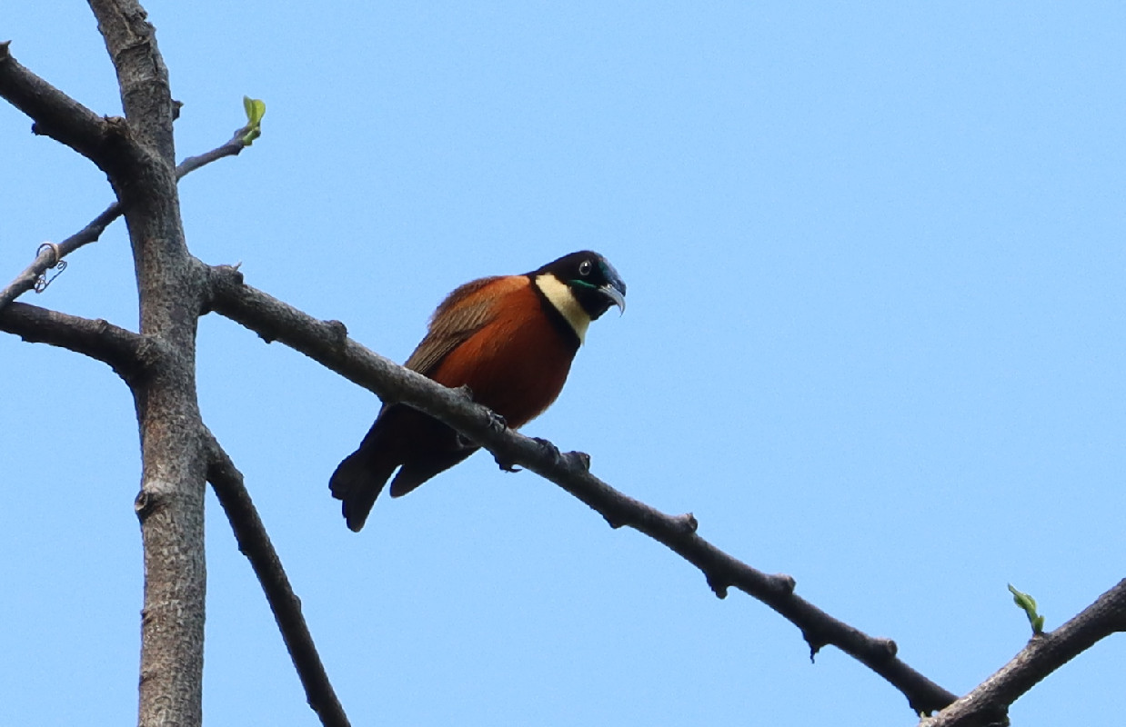 Buff-throated Sunbird male