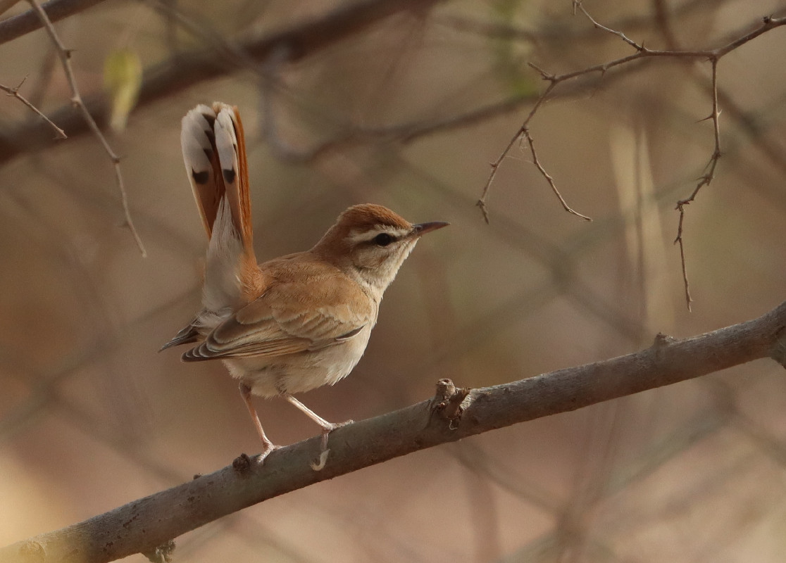 Rufous-tailed Scrub Robin