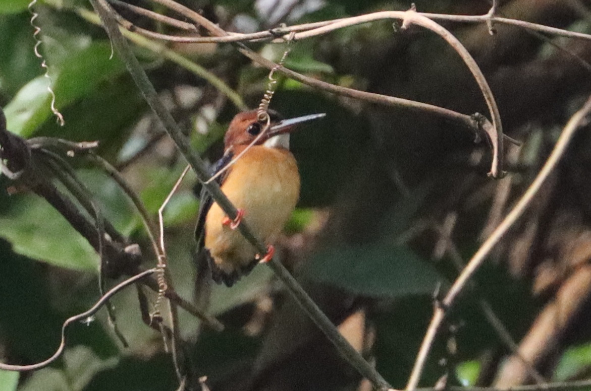 Juvenile African Dwarf Kingfisher