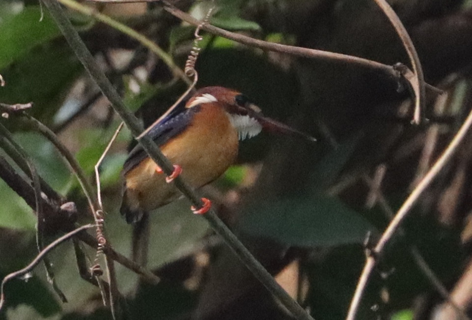 Juvenile African Dwarf Kingfisher