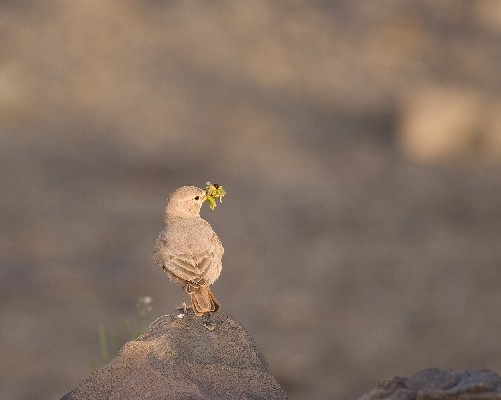 Desert Lark
