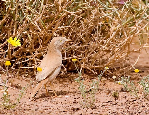 Desert Warbler