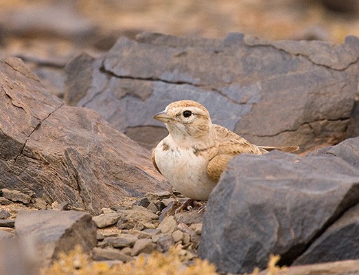 Greater Short-toed Lark
