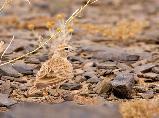 Greater Short-toed Lark