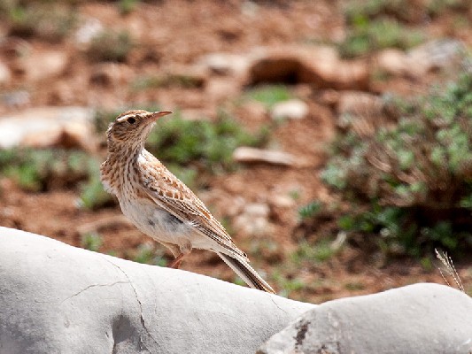 Dupont's Lark