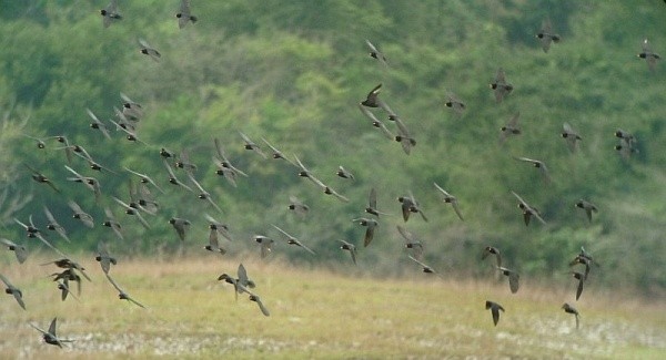 African River Martin
