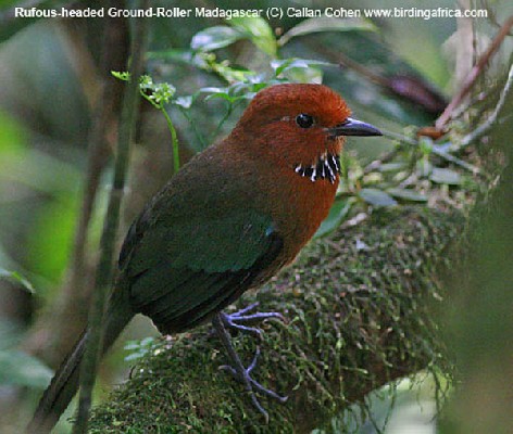 Rufous-headed Ground Roller