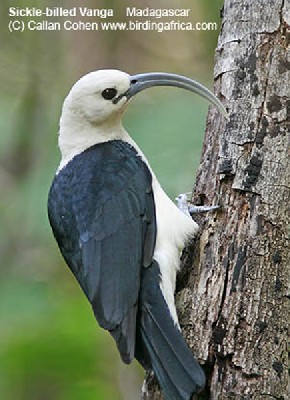 Sickle-billed Vanga