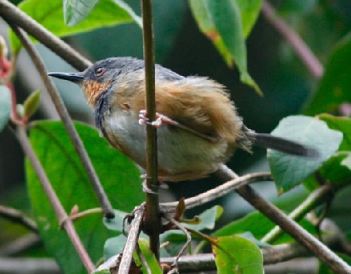 Ruwenzori Apalis