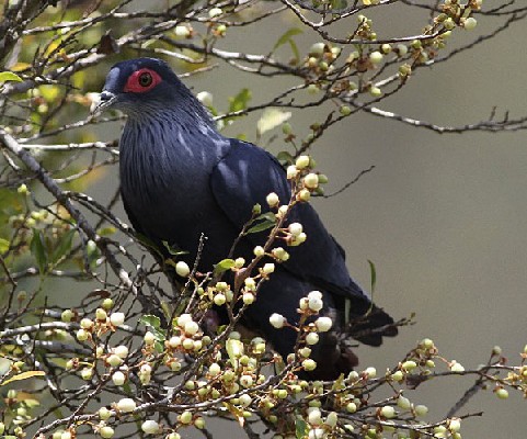 Madagascar Blue Pigeon