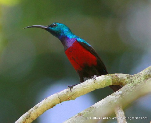 Johanna's Sunbird