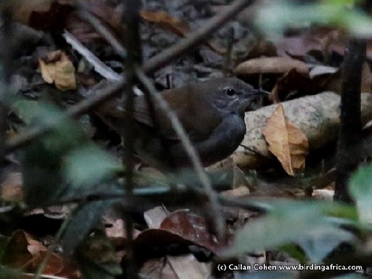 Bamboo Warbler