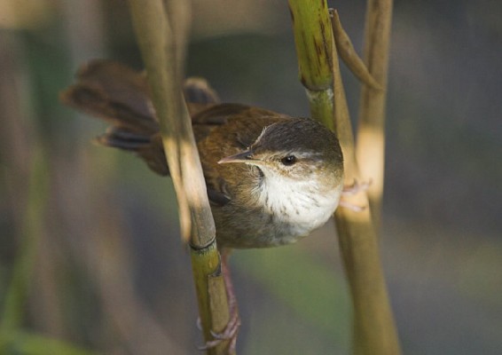 Little Rush Warbler