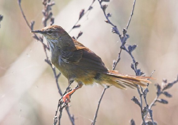 Little Rush Warbler