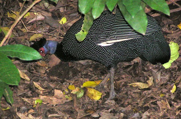 Eastern Crested Guineafowl
