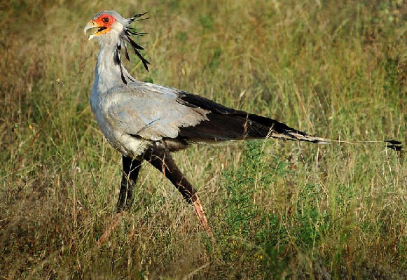 Secretary Bird