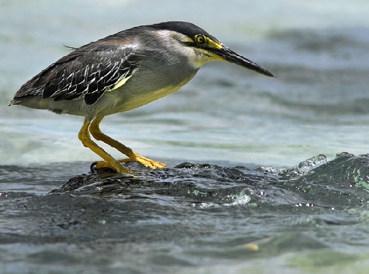 Striated Heron