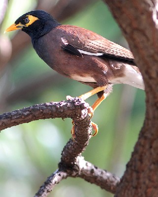 Common Myna