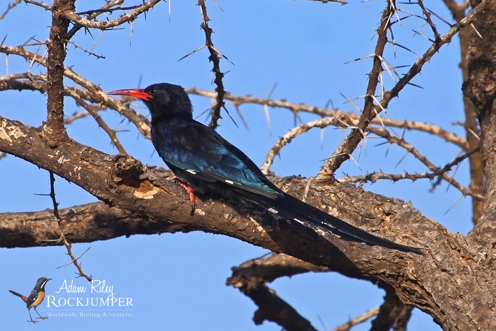 Violet Woodhoope Buffalo Springs National Park