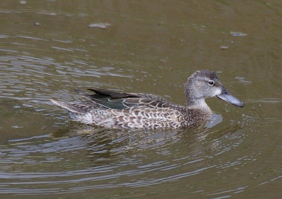 Blue-winged Teal