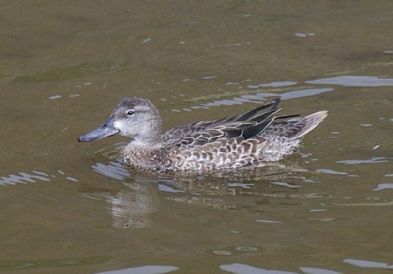 Blue-winged teal