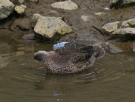 Blue-winged Teal