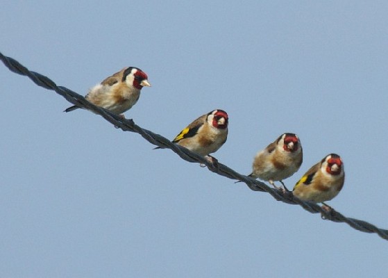 European Goldfinch